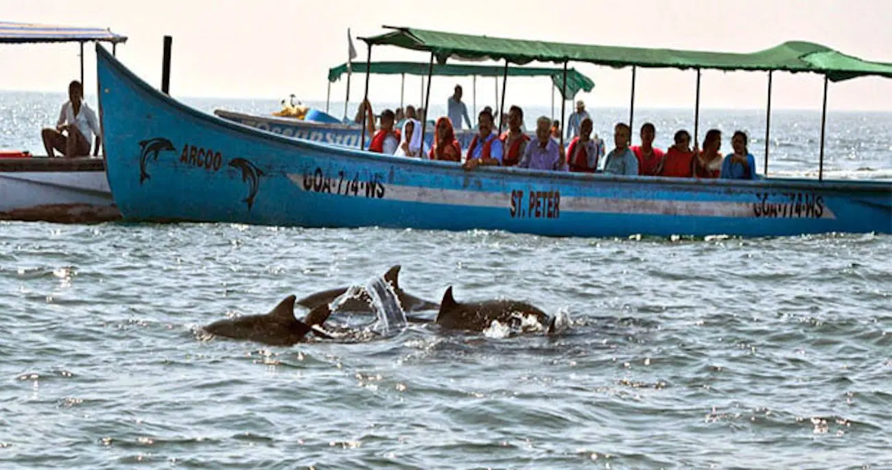 Dolphin Watching